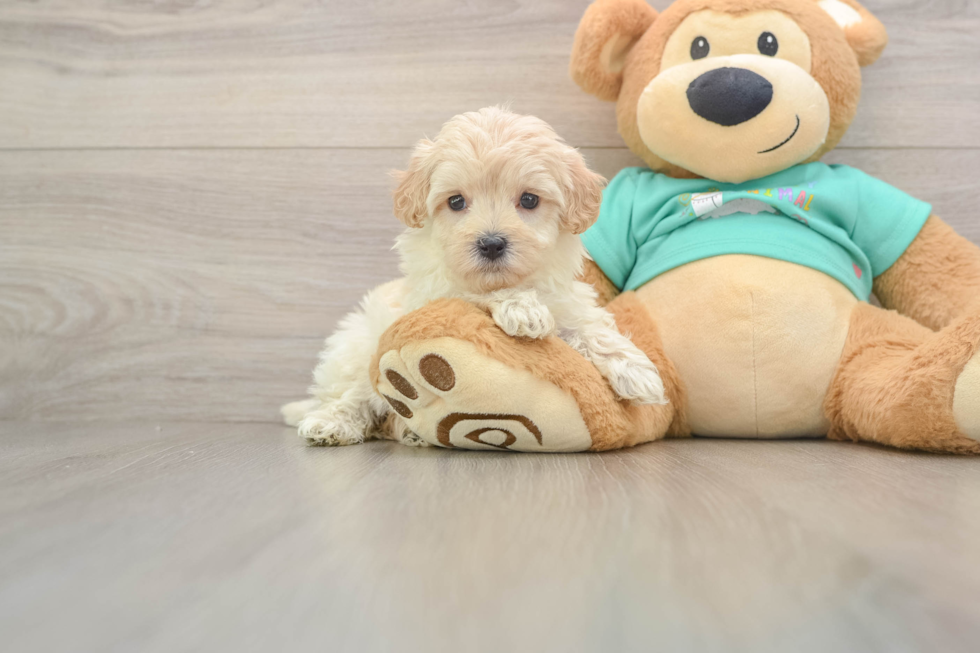 Best Maltipoo Baby