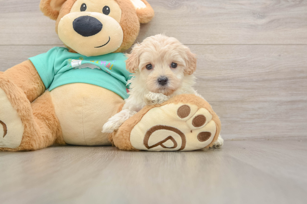 Best Maltipoo Baby