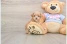 Maltipoo Puppy for Adoption
