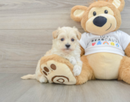 8 week old Maltipoo Puppy For Sale - Florida Fur Babies