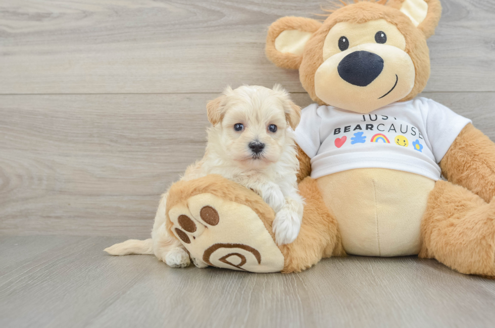 6 week old Maltipoo Puppy For Sale - Florida Fur Babies