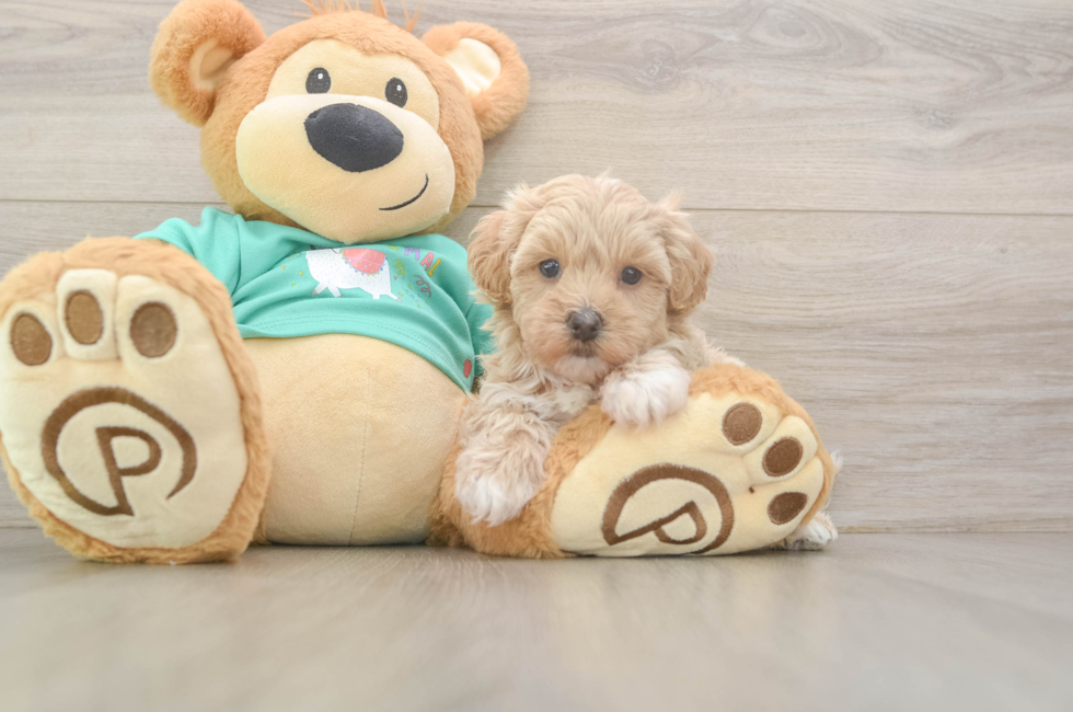 6 week old Maltipoo Puppy For Sale - Florida Fur Babies