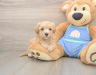 8 week old Maltipoo Puppy For Sale - Florida Fur Babies