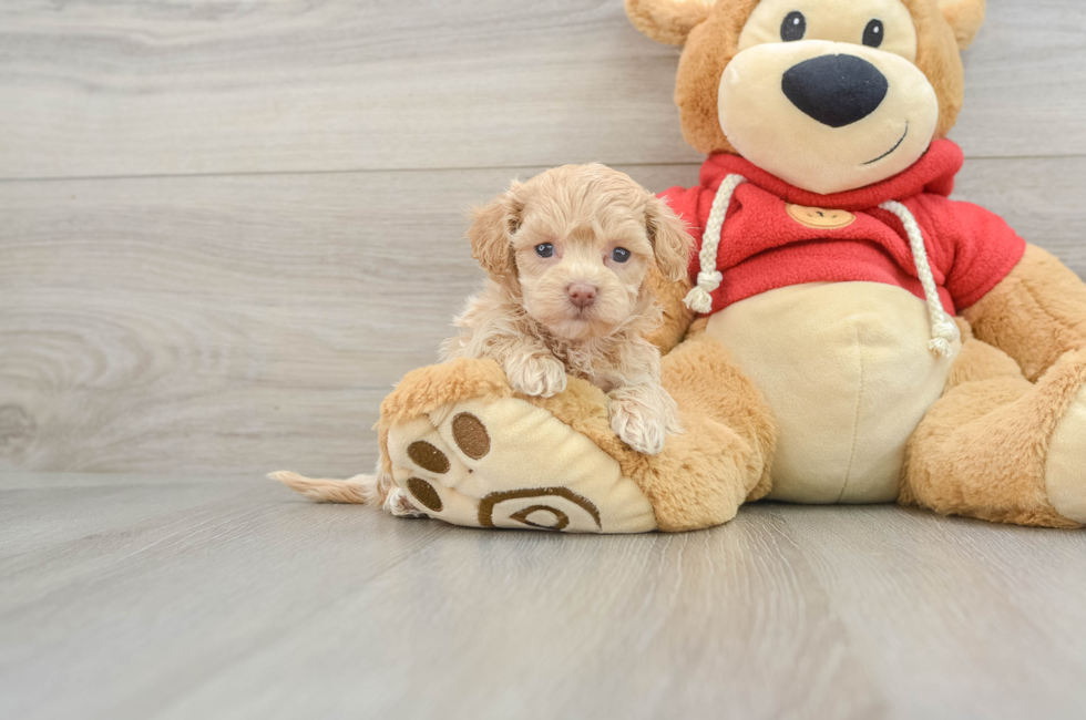 6 week old Maltipoo Puppy For Sale - Florida Fur Babies