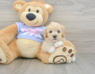 8 week old Maltipoo Puppy For Sale - Florida Fur Babies