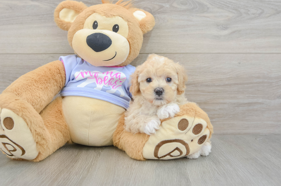 6 week old Maltipoo Puppy For Sale - Florida Fur Babies