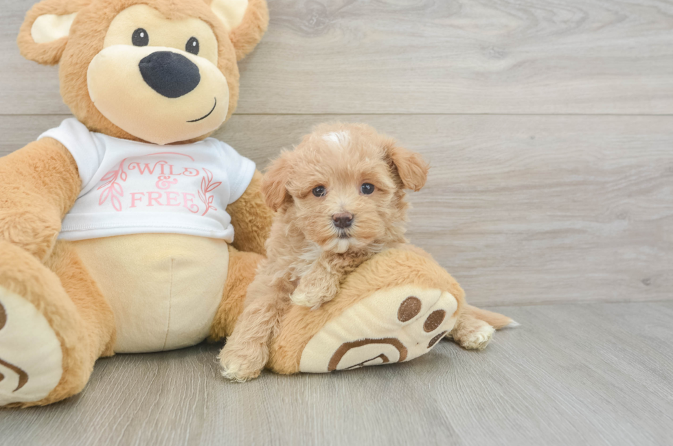 6 week old Maltipoo Puppy For Sale - Florida Fur Babies