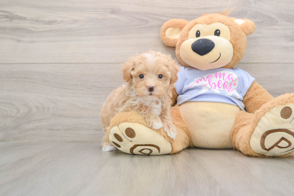 Maltipoo Puppy for Adoption