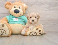 9 week old Maltipoo Puppy For Sale - Florida Fur Babies