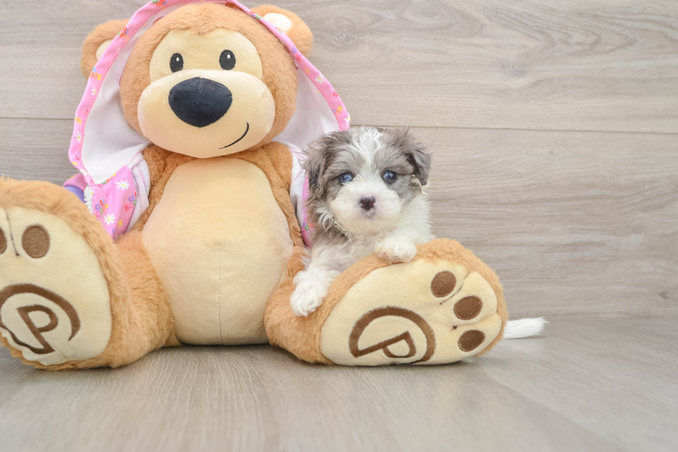 Smart Maltipoo Poodle Mix Pup