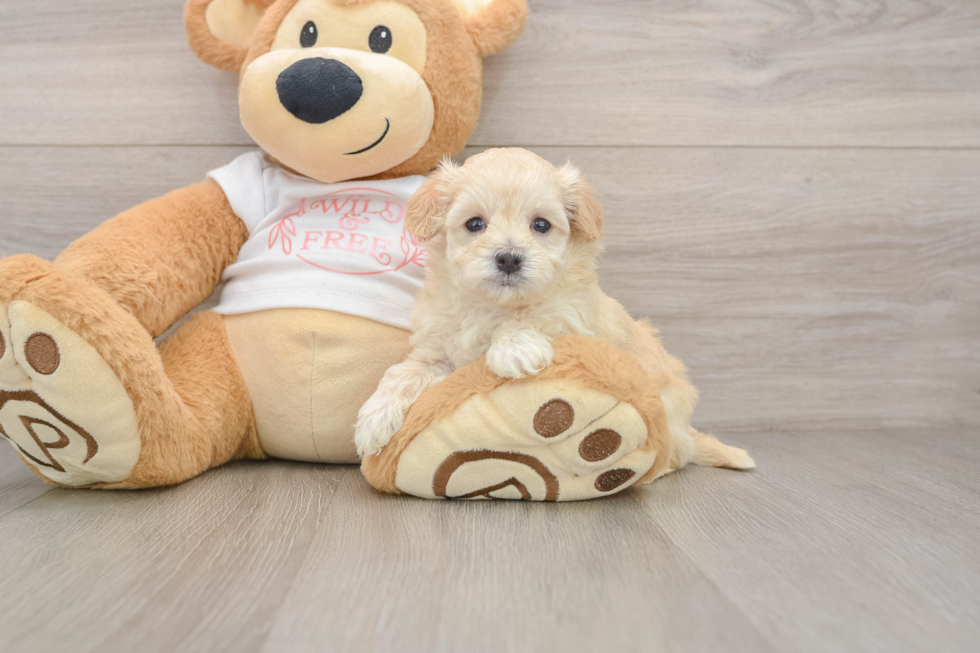 Best Maltipoo Baby