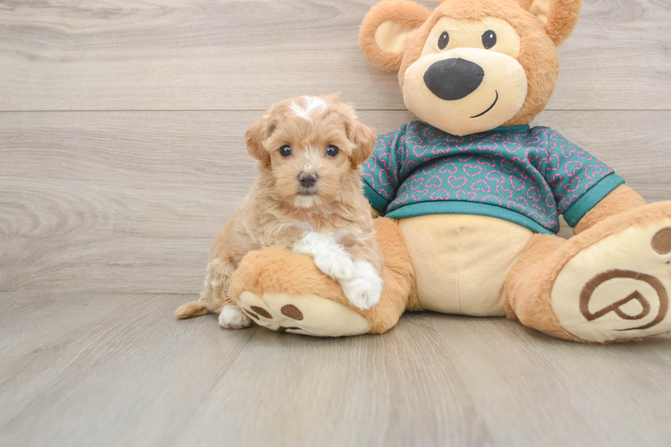 Energetic Maltepoo Poodle Mix Puppy