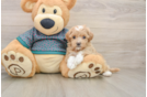 Maltipoo Pup Being Cute