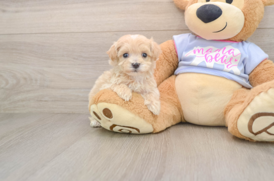 HEARTLY, a Maltipoo littermate