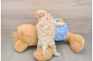 Cute Maltipoo Baby
