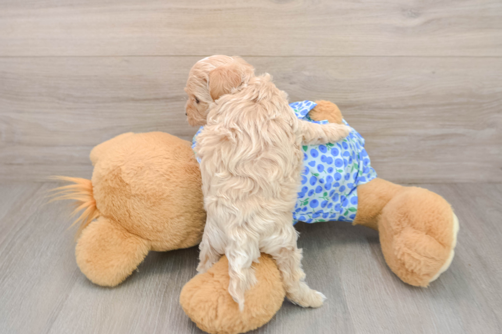 Cute Maltipoo Baby
