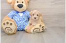 Friendly Maltipoo Baby