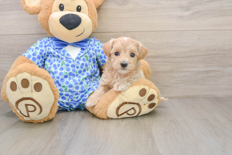 Friendly Maltipoo Baby