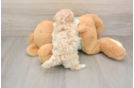 Best Maltipoo Baby
