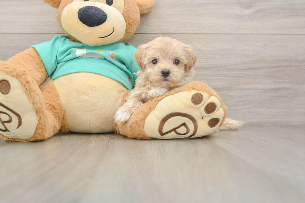 Maltipoo Puppy for Adoption