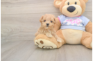 Maltipoo Pup Being Cute