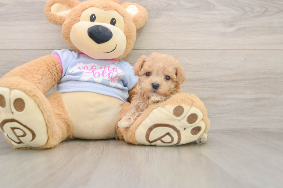 Popular Maltipoo Poodle Mix Pup