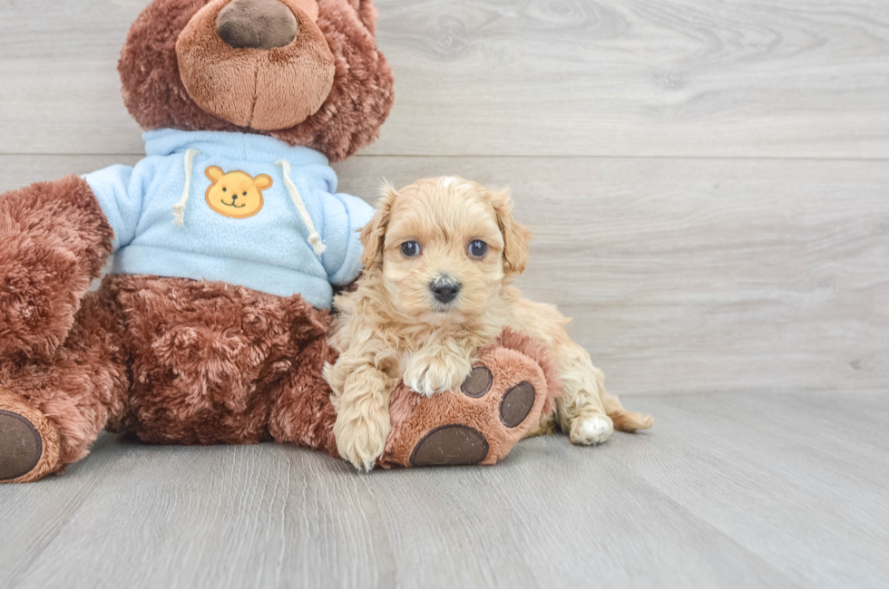 7 week old Maltipoo Puppy For Sale - Florida Fur Babies