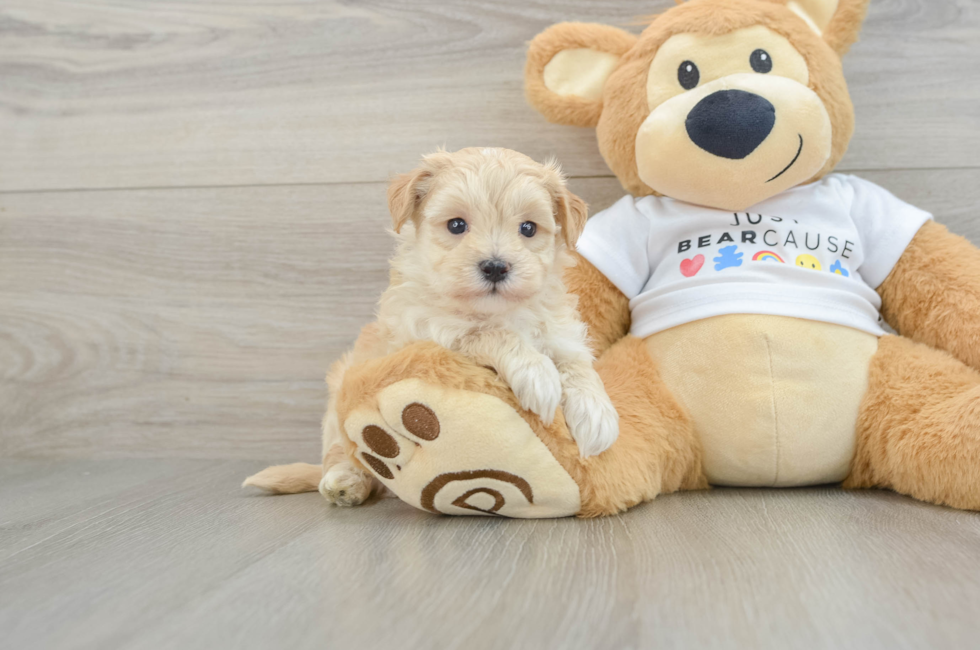 6 week old Maltipoo Puppy For Sale - Florida Fur Babies