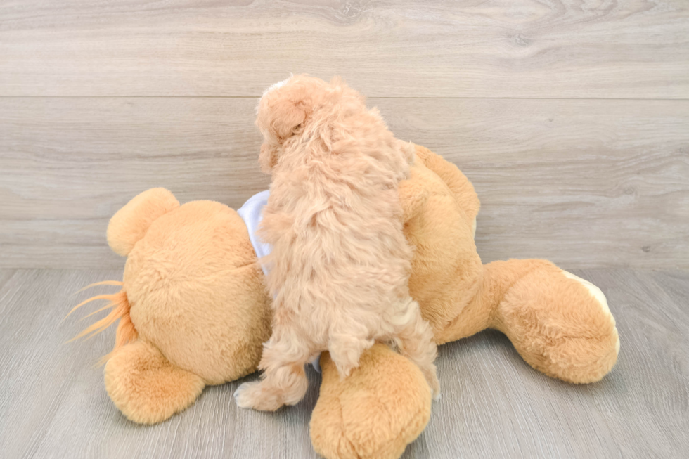 Fluffy Maltipoo Poodle Mix Pup