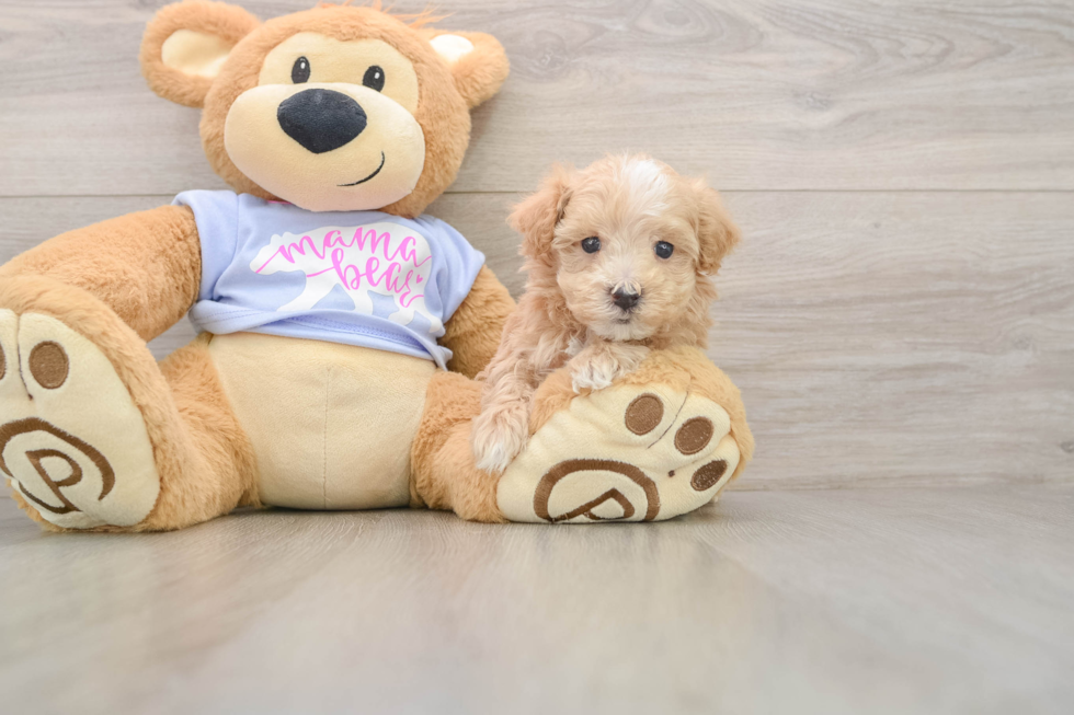 Sweet Maltipoo Baby