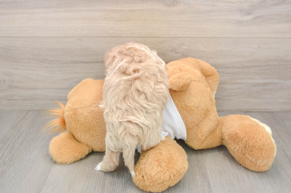 Sweet Maltipoo Baby