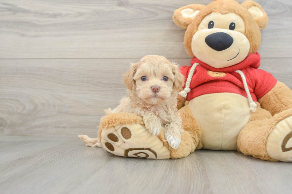 Friendly Maltipoo Baby