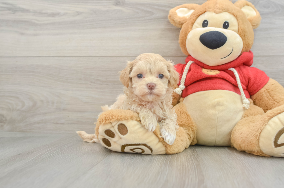 6 week old Maltipoo Puppy For Sale - Florida Fur Babies