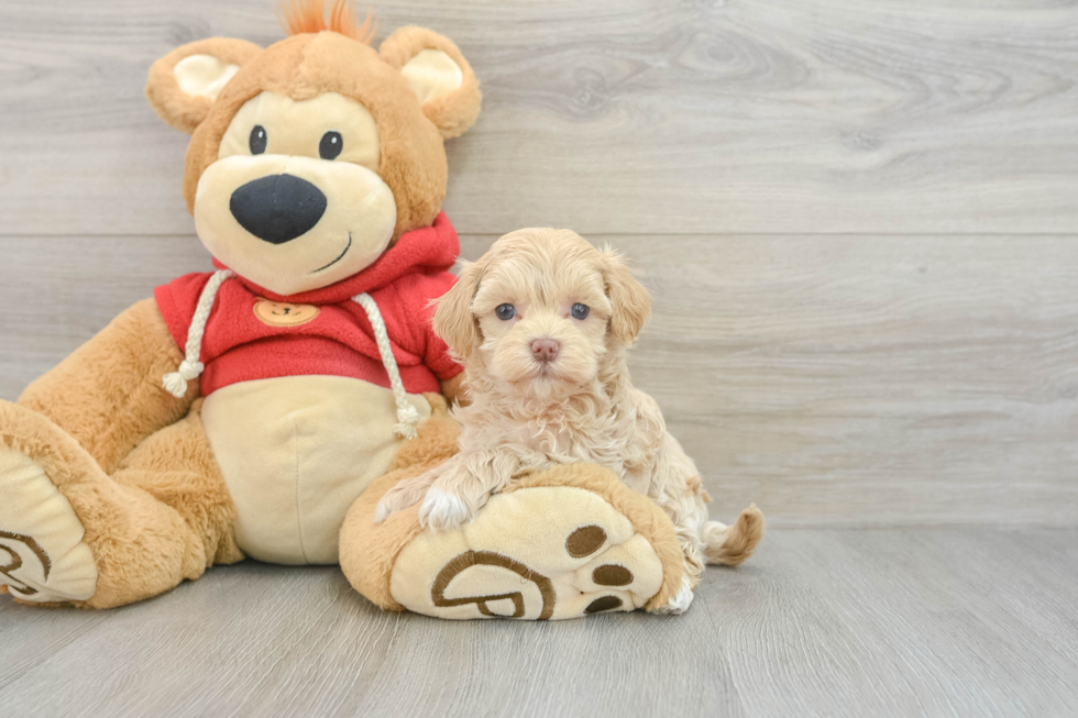 Fluffy Maltipoo Poodle Mix Pup