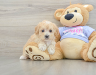 8 week old Maltipoo Puppy For Sale - Florida Fur Babies