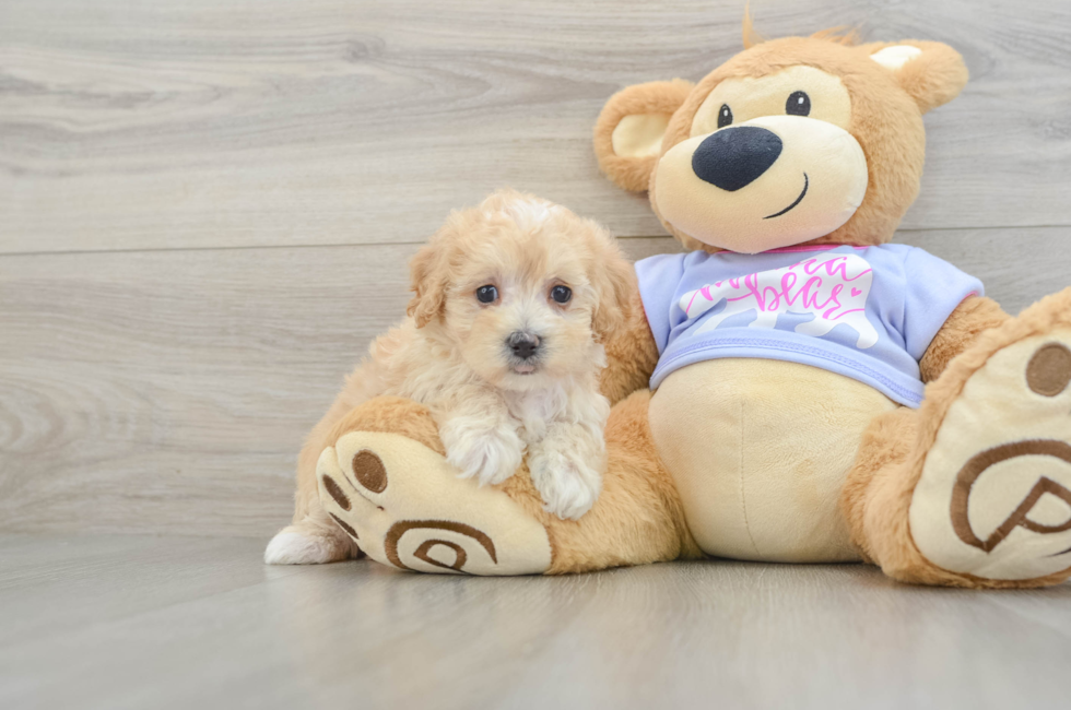 6 week old Maltipoo Puppy For Sale - Florida Fur Babies