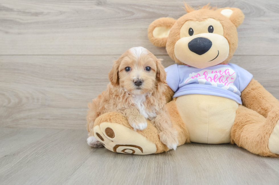 6 week old Maltipoo Puppy For Sale - Florida Fur Babies