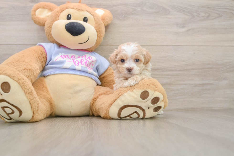 Friendly Maltipoo Baby