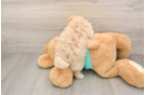 Maltipoo Puppy for Adoption