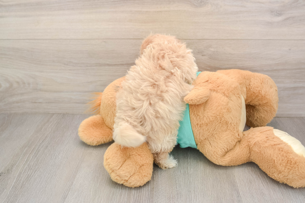 Maltipoo Puppy for Adoption