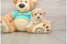Popular Maltipoo Poodle Mix Pup