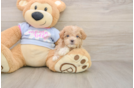 Best Maltipoo Baby
