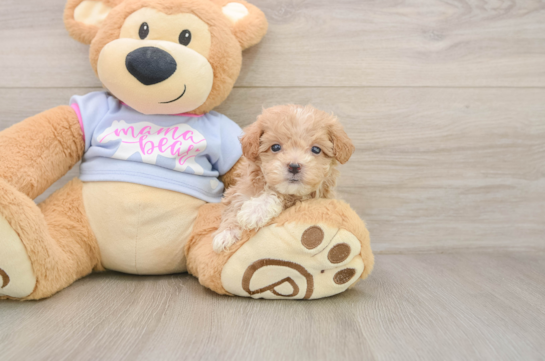 Best Maltipoo Baby