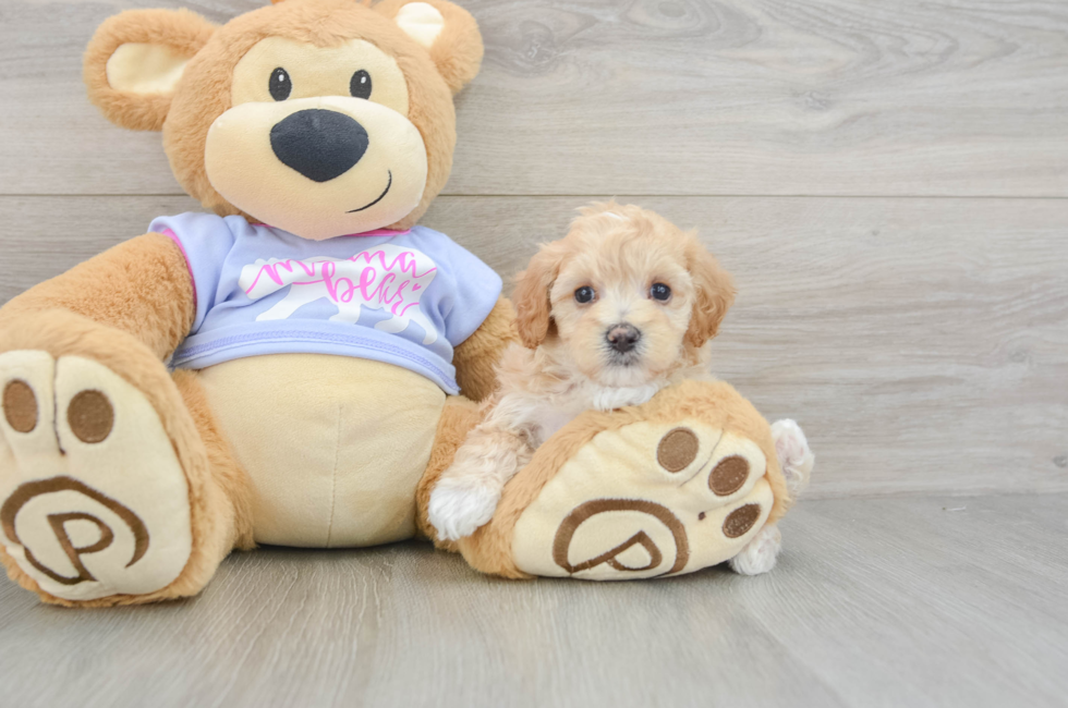 6 week old Maltipoo Puppy For Sale - Florida Fur Babies