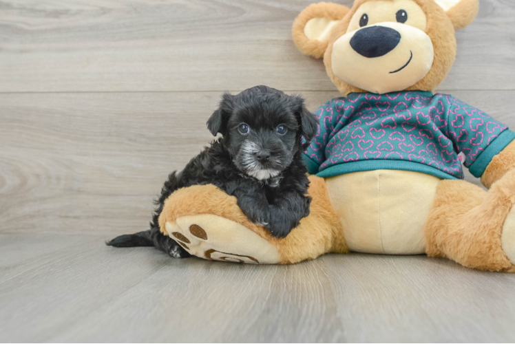 Popular Maltipoo Poodle Mix Pup