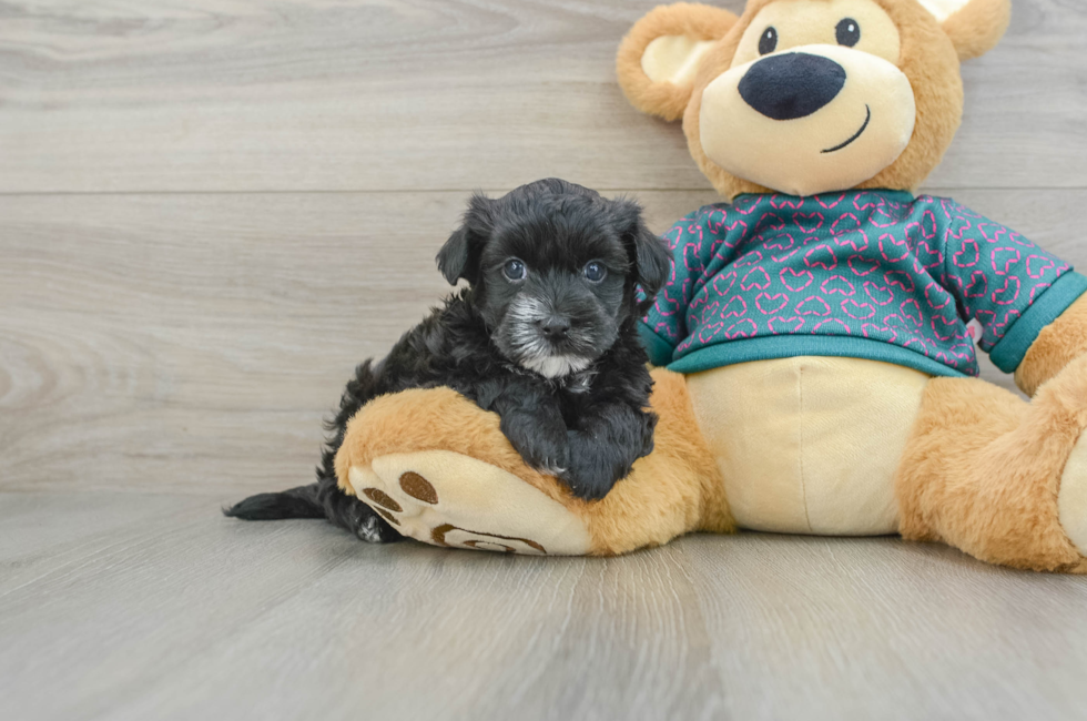 5 week old Maltipoo Puppy For Sale - Florida Fur Babies