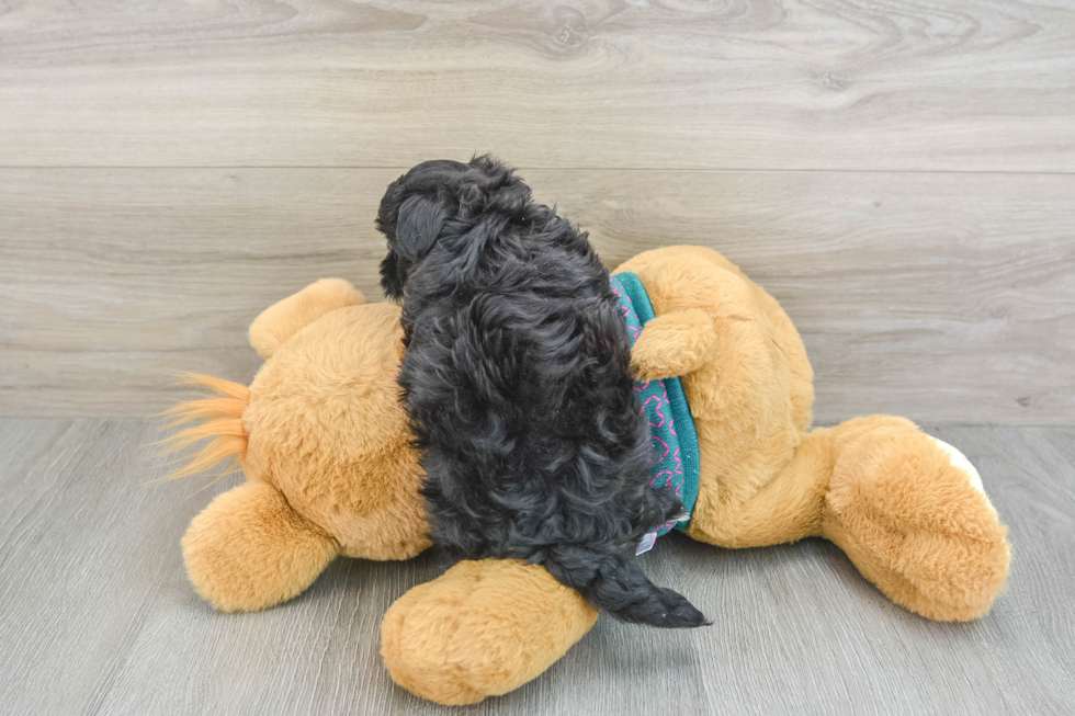 Maltipoo Pup Being Cute