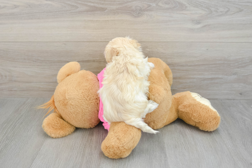 Maltipoo Puppy for Adoption