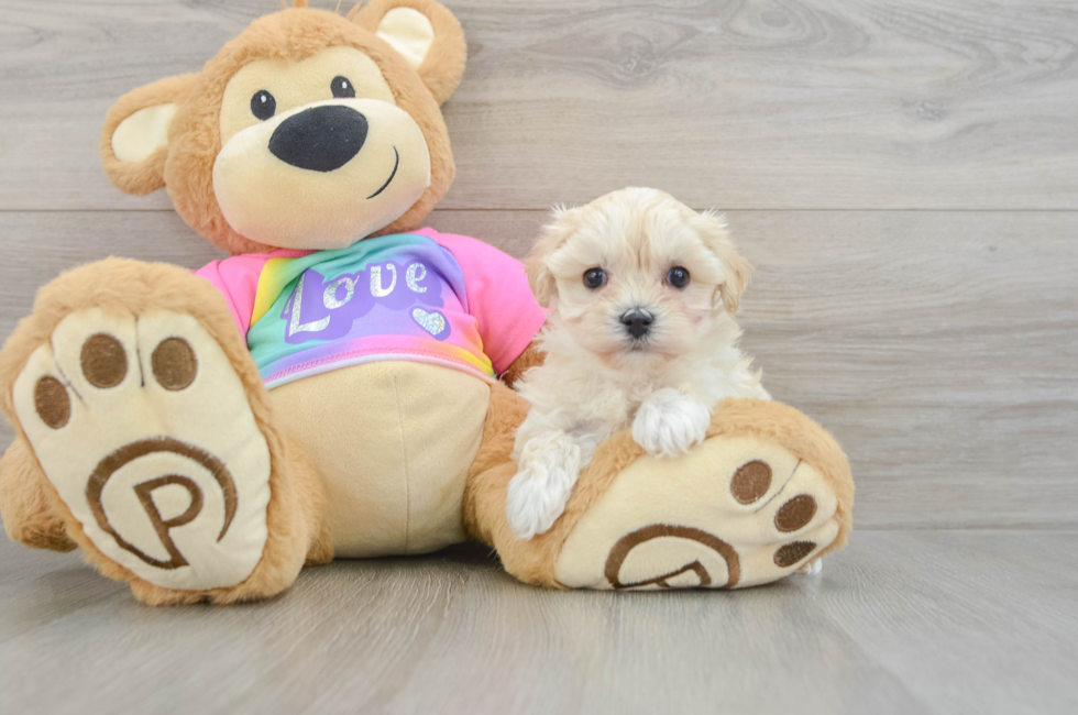 6 week old Maltipoo Puppy For Sale - Florida Fur Babies