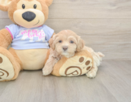 6 week old Maltipoo Puppy For Sale - Florida Fur Babies